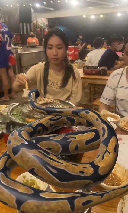Gadis makan malam ditemani ular piton raksasa.