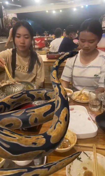 Gadis makan malam ditemani ular piton raksasa.