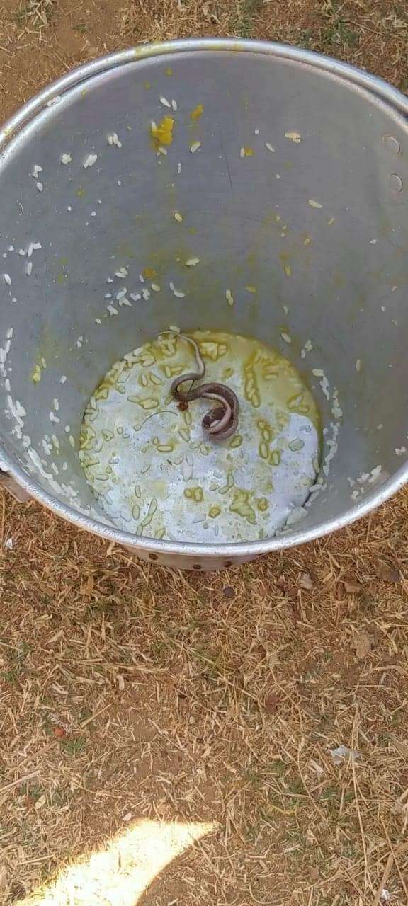 Viral siswa SD keracunan makanan mengandung ular.