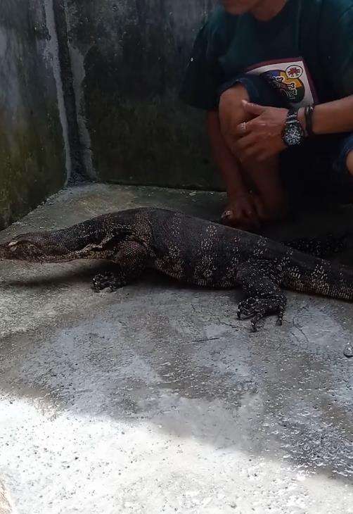 Serangan biawak raksasa.