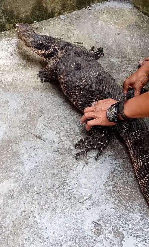 Serangan biawak raksasa.