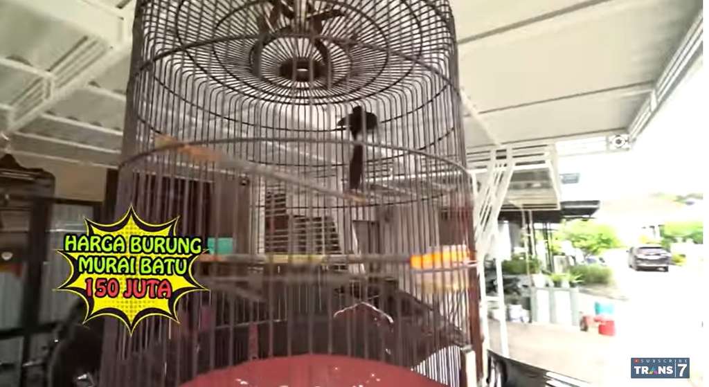 Koleksi burung  John