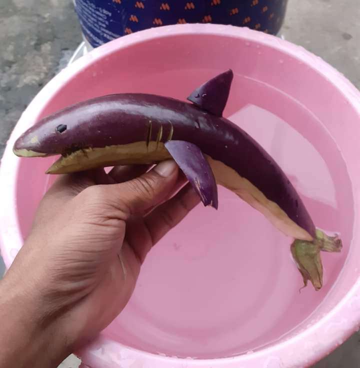Terong ukir hiu