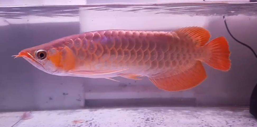 Ikan arwana seharga Rp5 juta berakhir di penggorengan.
