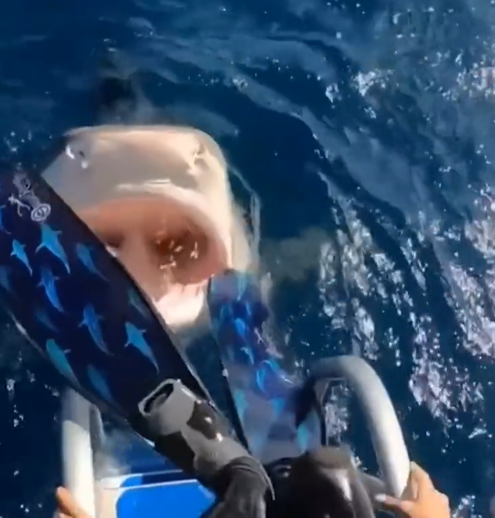 Bersiap Lompat ke Laut untuk Snorkeling, Hiu Besar Muncul ke Permukaan