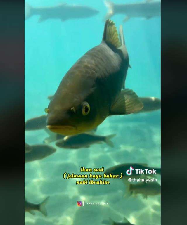 Penampakan ikan yang disebut berasal dari kayu bakar Nabi Ibrahim.