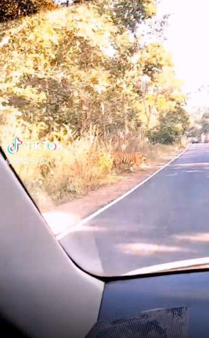 Pemotor kabur lihat harimau besar menyeberang jalan.