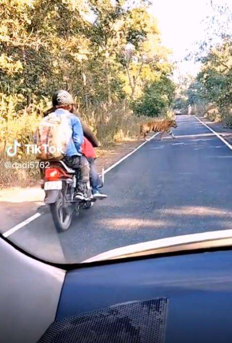Pemotor kabur lihat harimau besar menyeberang jalan.