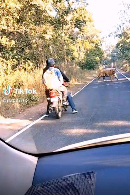 Pemotor kabur lihat harimau besar menyeberang jalan.
