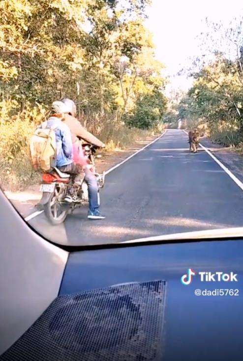 Pemotor kabur lihat harimau besar menyeberang jalan.