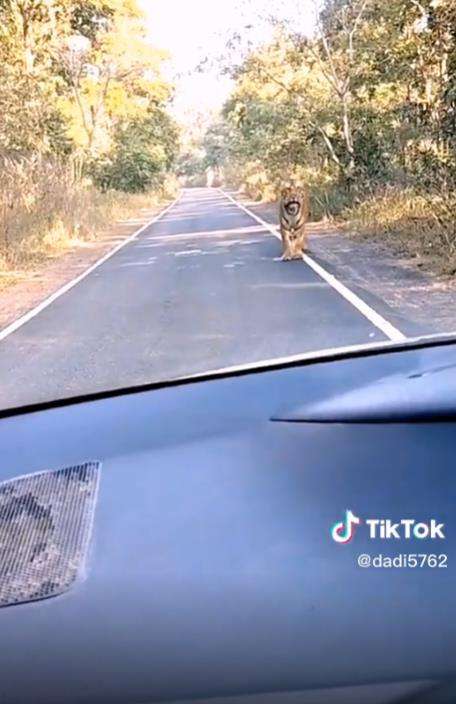 Pemotor kabur lihat harimau besar menyeberang jalan.