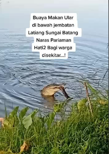 Detik-detik Pertarungan Buaya yang Lahap Ular di Pinggir Sungai Jadi Tontonan Warga
