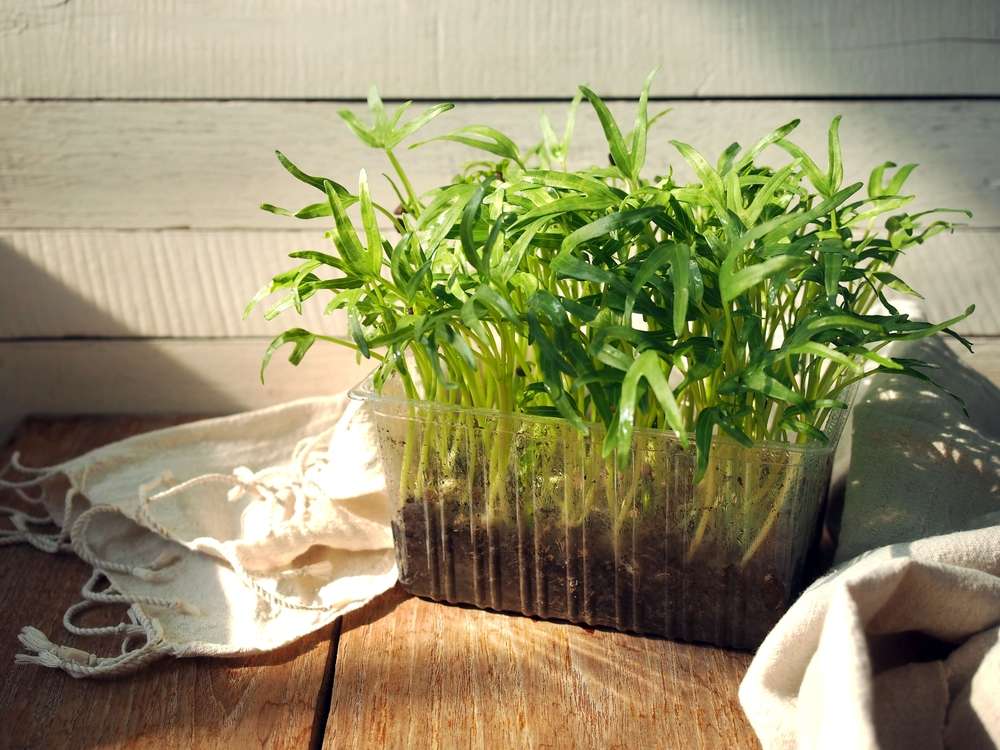 Kangkung