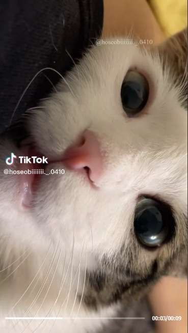 Bukannya Mengeong, Suara Kucing Menggemaskan ini Malah Mirip Manusia