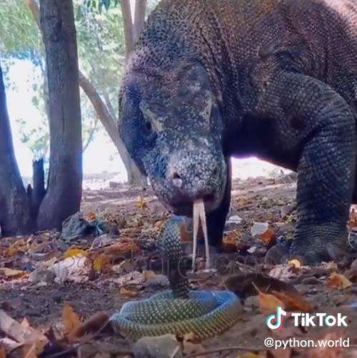 Pertemuan menegangkan komodo vs king kobra.