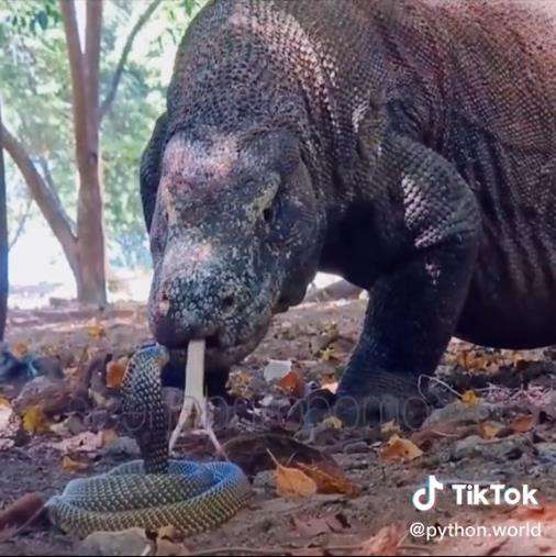 Pertemuan menegangkan komodo vs king kobra.