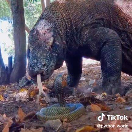 Pertemuan menegangkan komodo vs king kobra.