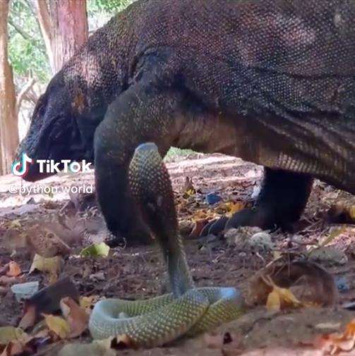 Pertemuan menegangkan komodo vs king kobra.