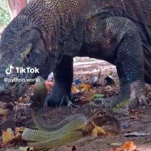 Pertemuan menegangkan komodo vs king kobra.