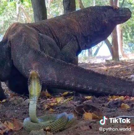 Pertemuan menegangkan komodo vs king kobra.