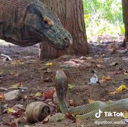Pertemuan menegangkan komodo vs king kobra.