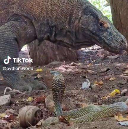 Pertemuan menegangkan komodo vs king kobra.