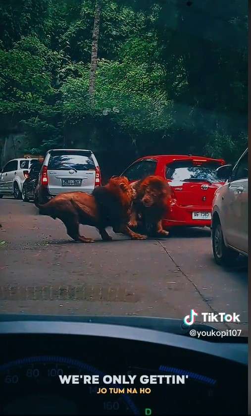 Singa