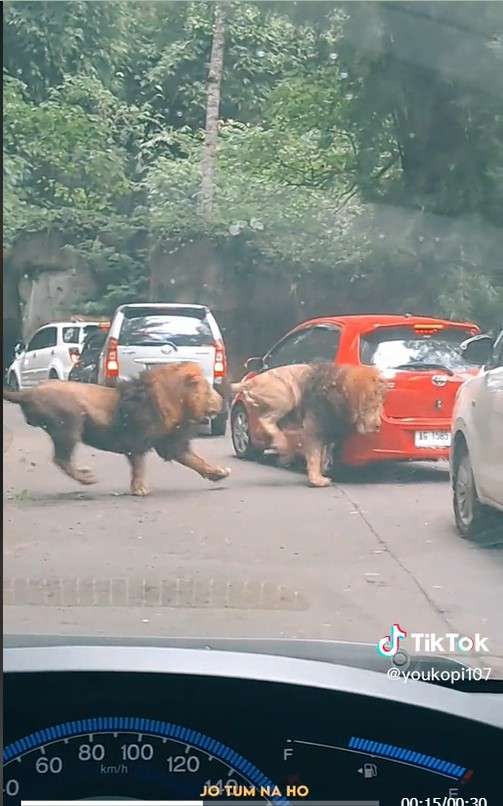 Singa