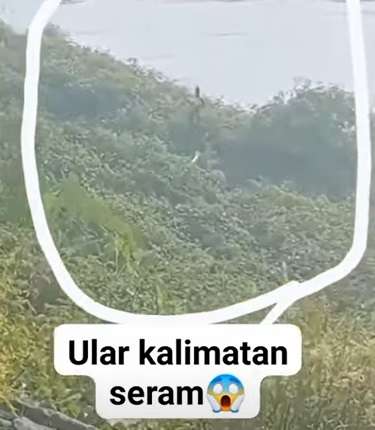 Ular Menari