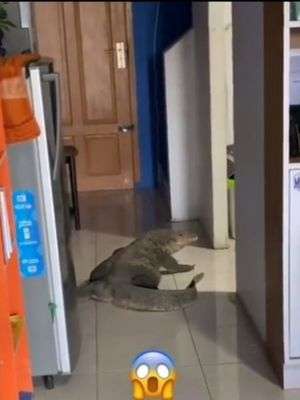 Heboh! Biawak Besar Masuk Rumah Kibasan Ekornya Ngeri Banget