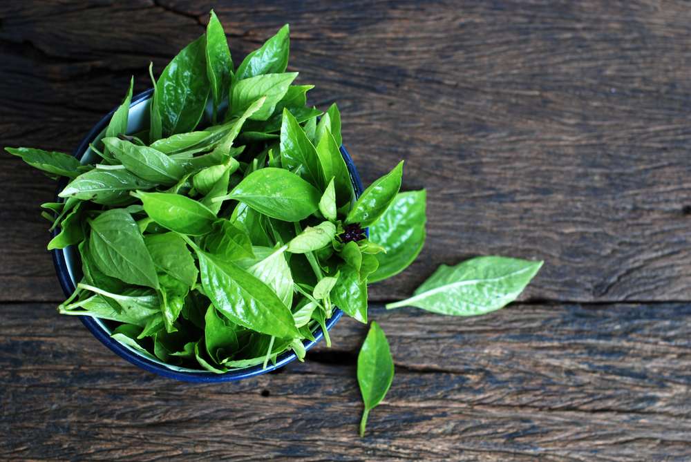 Daun Kemangi