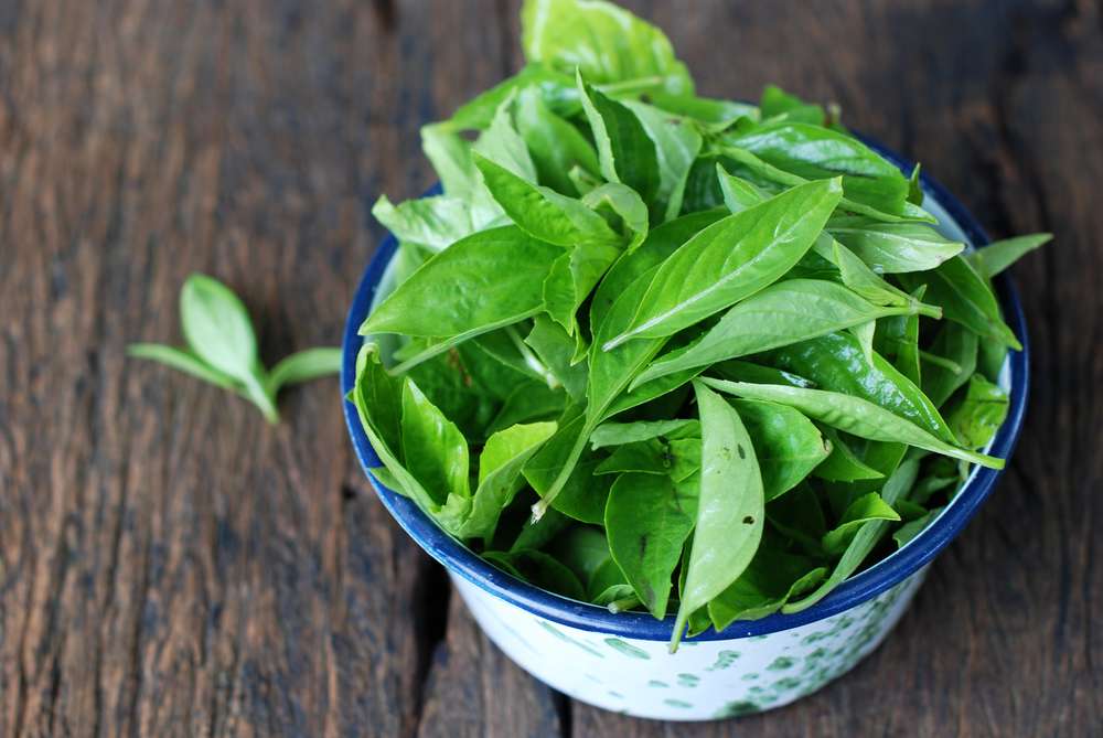 Daun Kemangi