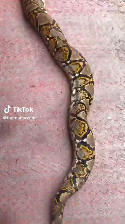 Video ngeri ular king kobra telan ular piton raksasa bulat-bulat.