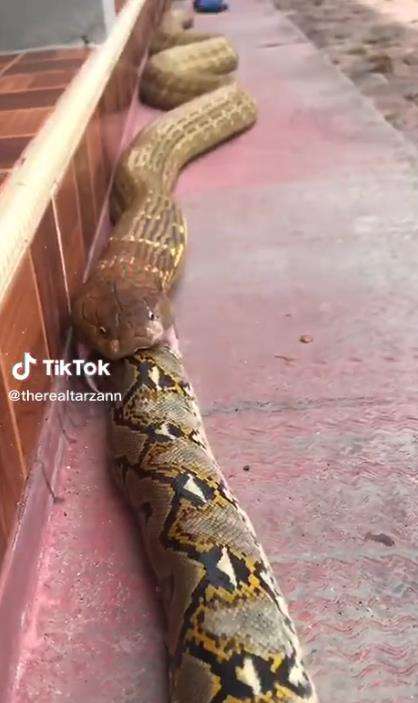 Video ngeri ular king kobra telan ular piton raksasa bulat-bulat.