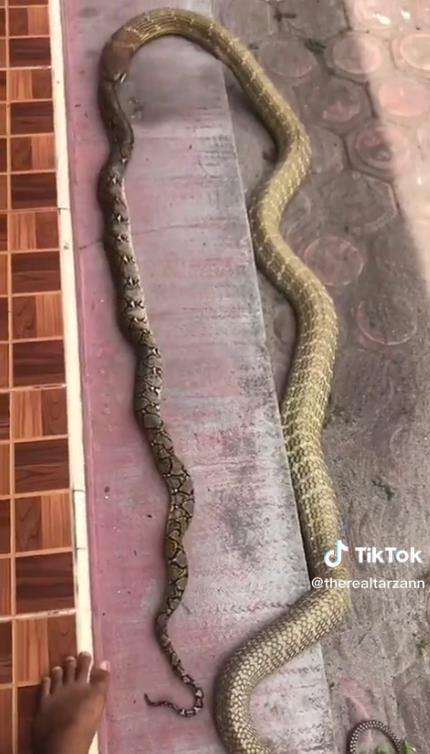 Video ngeri ular king kobra telan ular piton raksasa bulat-bulat.