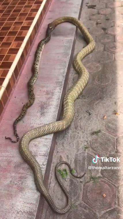 Video ngeri ular king kobra telan ular piton raksasa bulat-bulat.