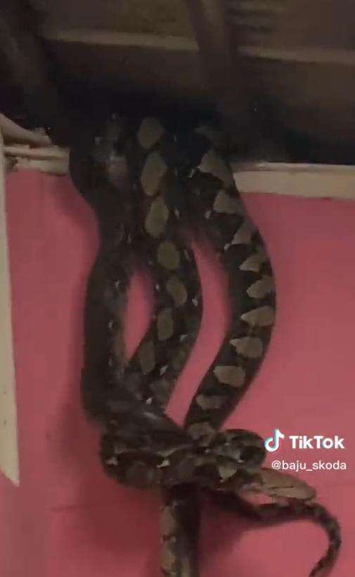Momen mendebarkan ular piton raksasa segede paha manusia jatuh dari plafon rumah.