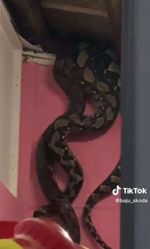 Momen mendebarkan ular piton raksasa segede paha manusia jatuh dari plafon rumah.
