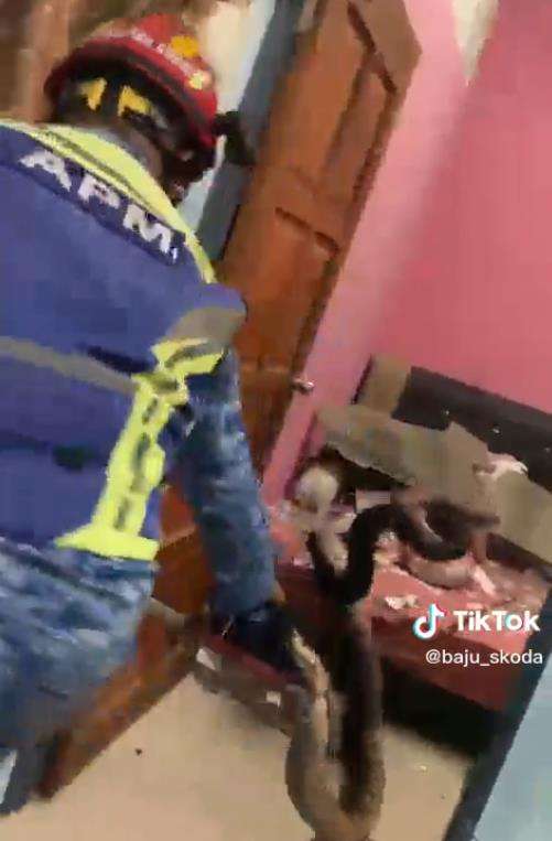 Momen mendebarkan ular piton raksasa segede paha manusia jatuh dari plafon rumah.