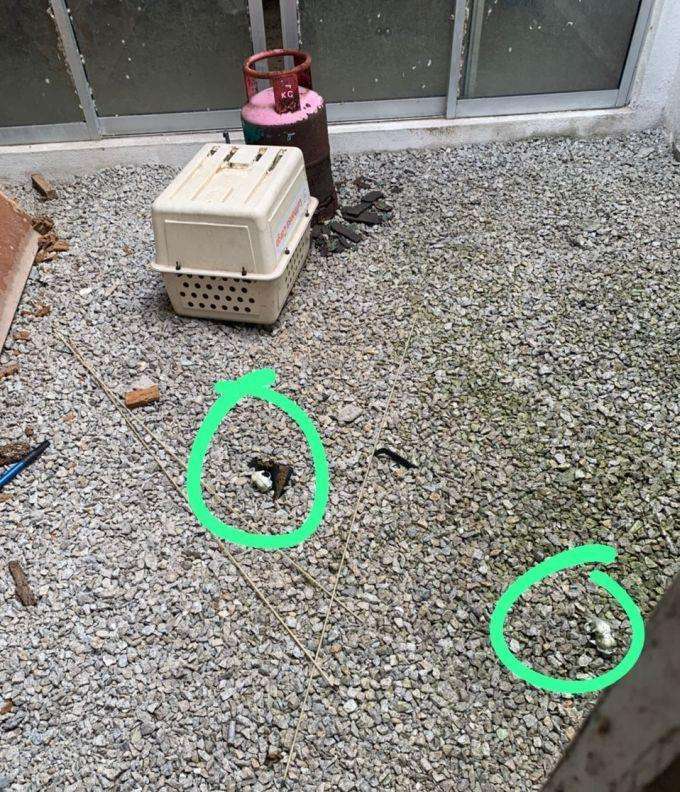 Penyewa tak bertanggungjawab, biarkan rumah penuh kotoran kucing.