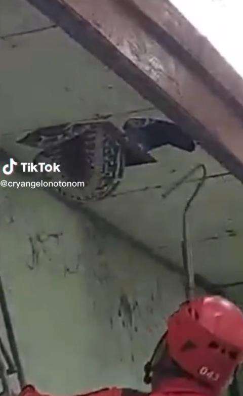 Viral video penemuan ular piton raksasa di plafon di Makassar.