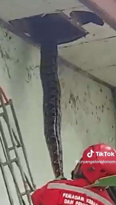 Viral video penemuan ular piton raksasa di plafon di Makassar.