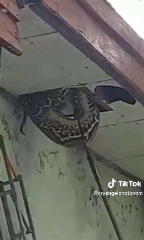 Viral video penemuan ular piton raksasa di plafon di Makassar.