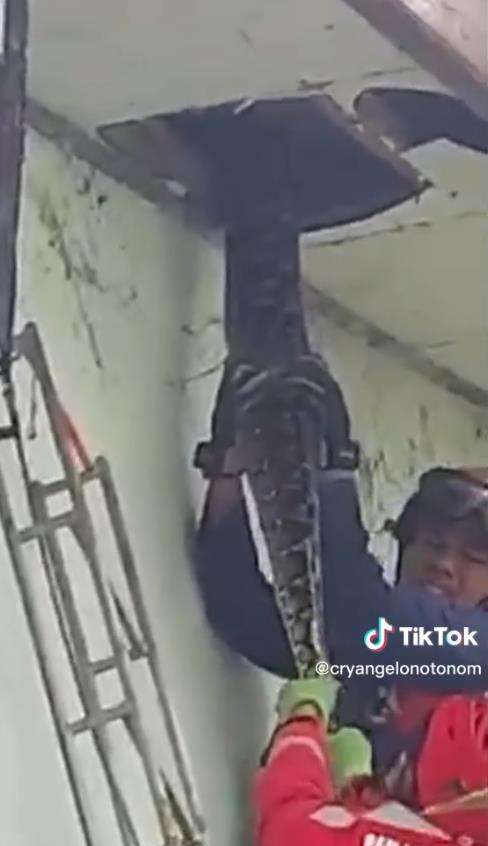 Viral video penemuan ular piton raksasa di plafon di Makassar.