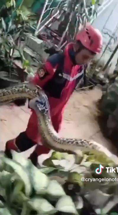 Viral video penemuan ular piton raksasa di plafon di Makassar.
