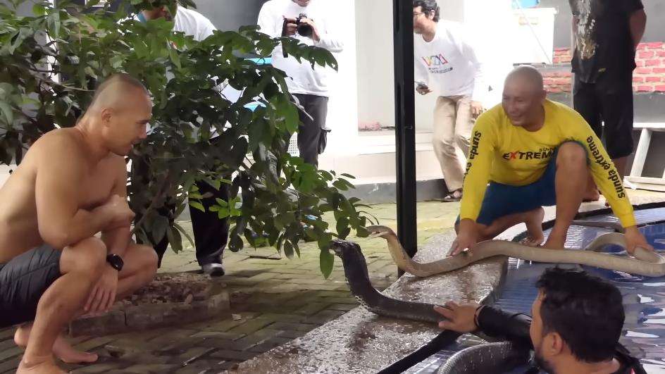 Bimo Aryo hampir jadi korban serangan king kobra Garaga peliharaan Panji Petualang.