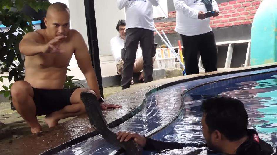 Bimo Aryo hampir jadi korban serangan king kobra Garaga peliharaan Panji Petualang.
