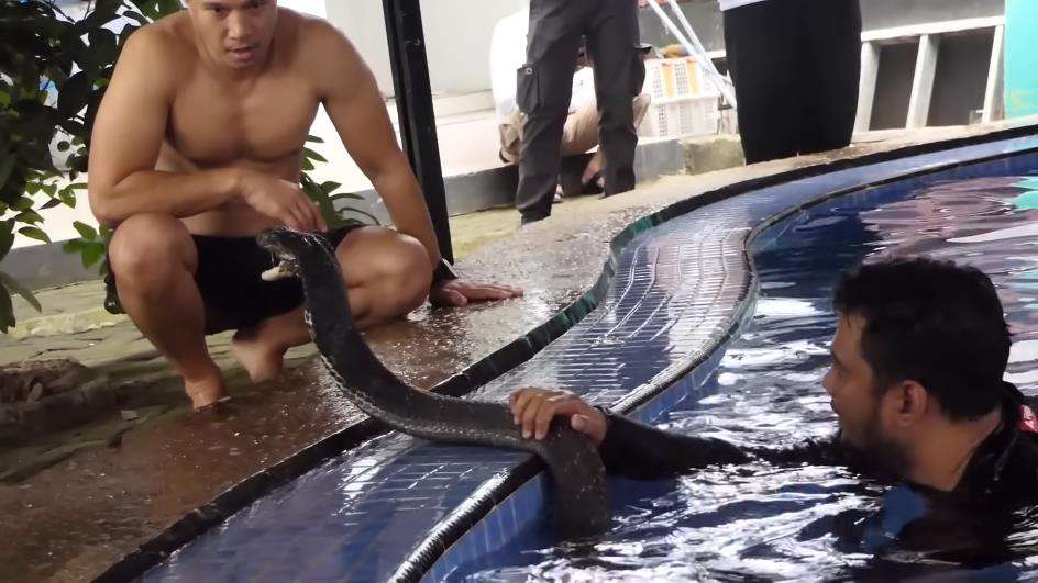 Bimo Aryo hampir jadi korban serangan king kobra Garaga peliharaan Panji Petualang.