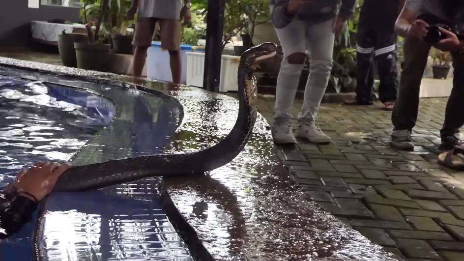 Bimo Aryo hampir jadi korban serangan king kobra Garaga peliharaan Panji Petualang.