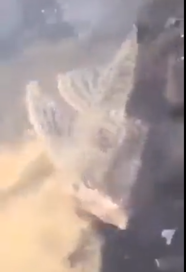 Viral Video Ikan Tanpa Kepala Berenang di Kolam